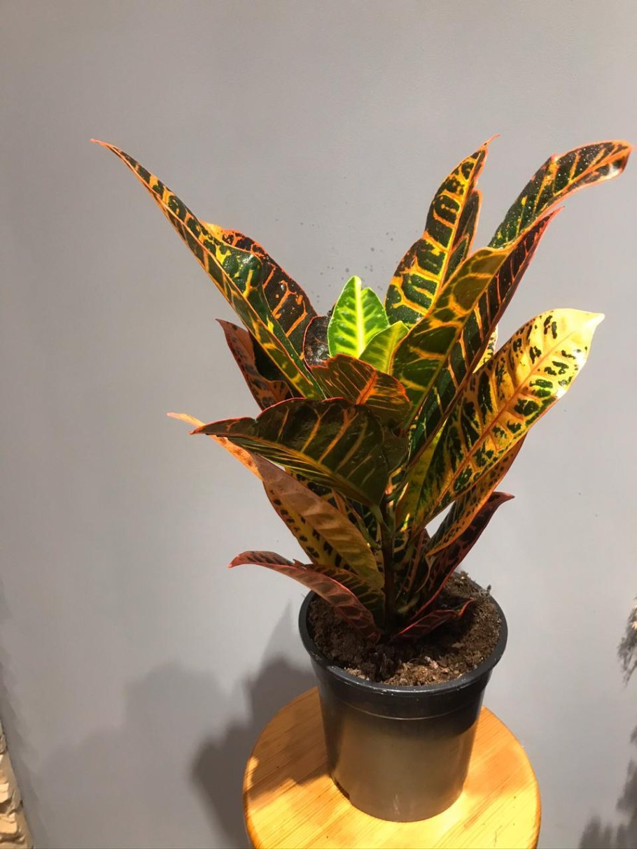 Кротон Лехлера