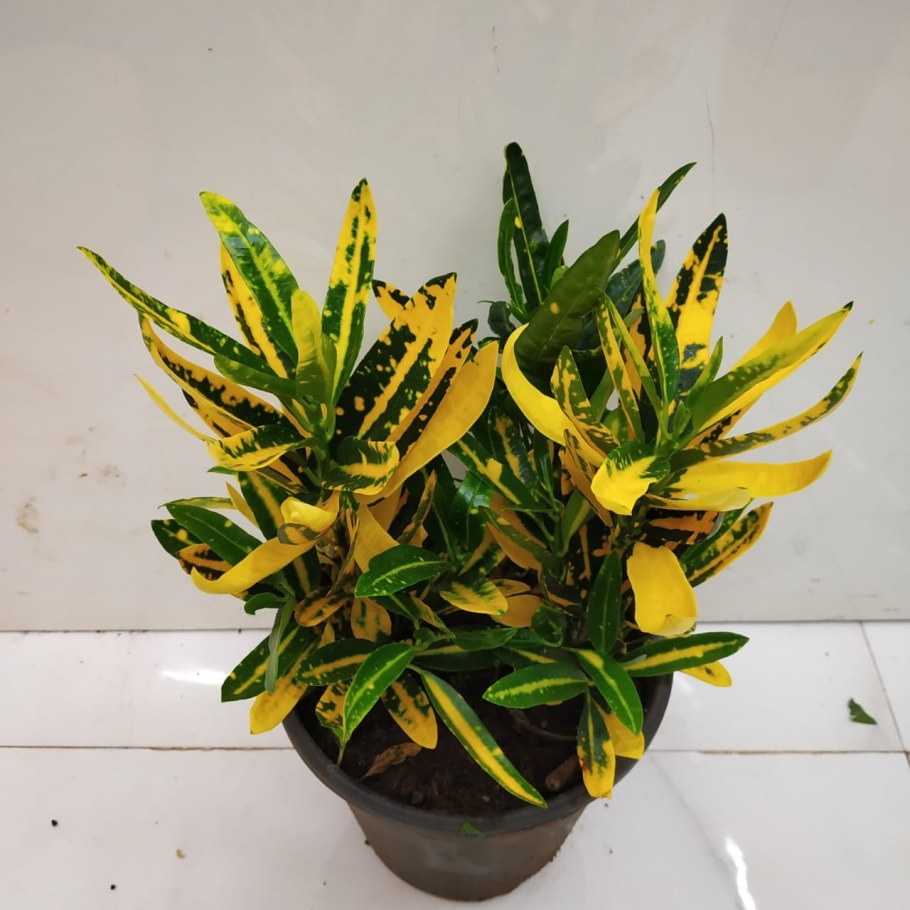 Кодиеум Санни Стар