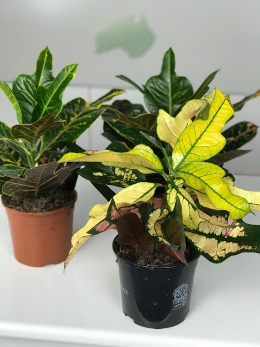 Кодиеум Кротон узколистный