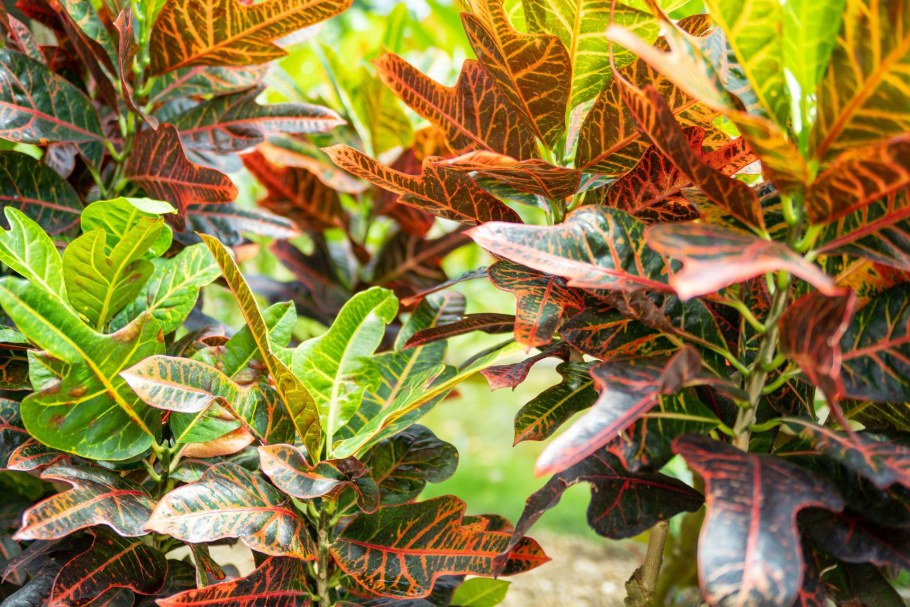 Кротон Мамми Еллоу