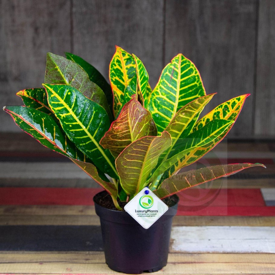 Комнатный цветок с красно желтыми листьями