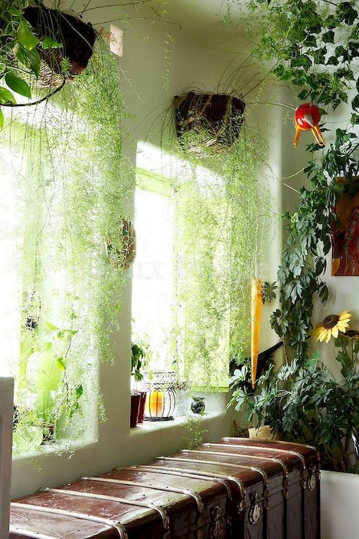 Комнатные растения на лоджии