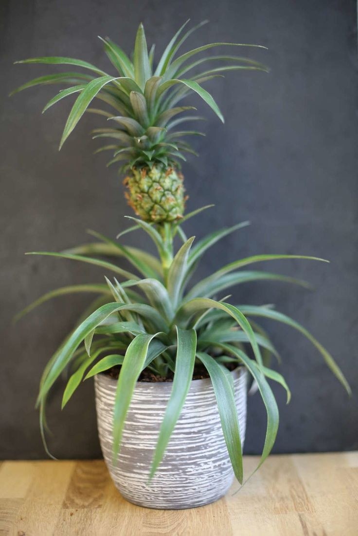 Сан Грин цветок ананас