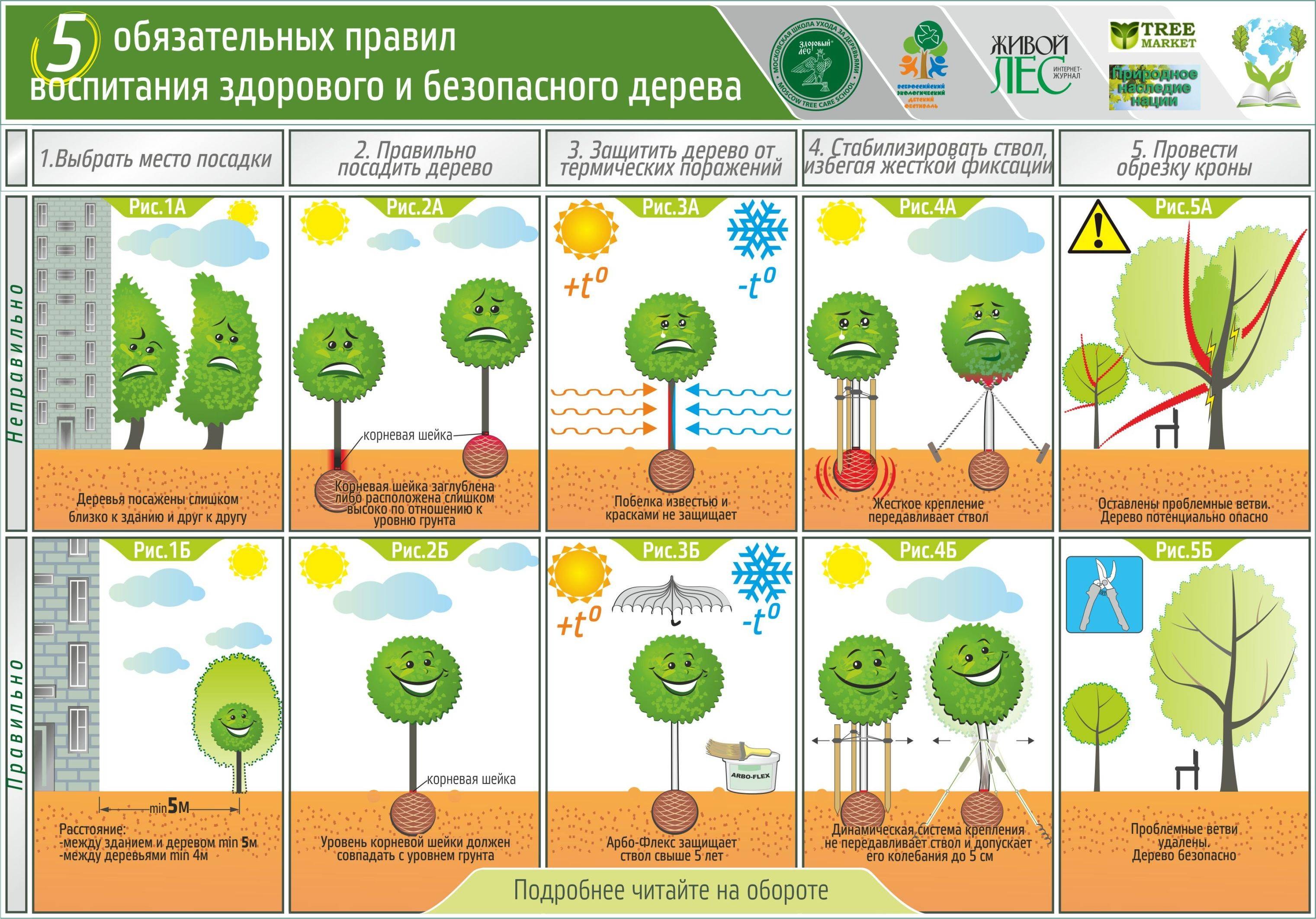 Как разместить кустарники на участке схема