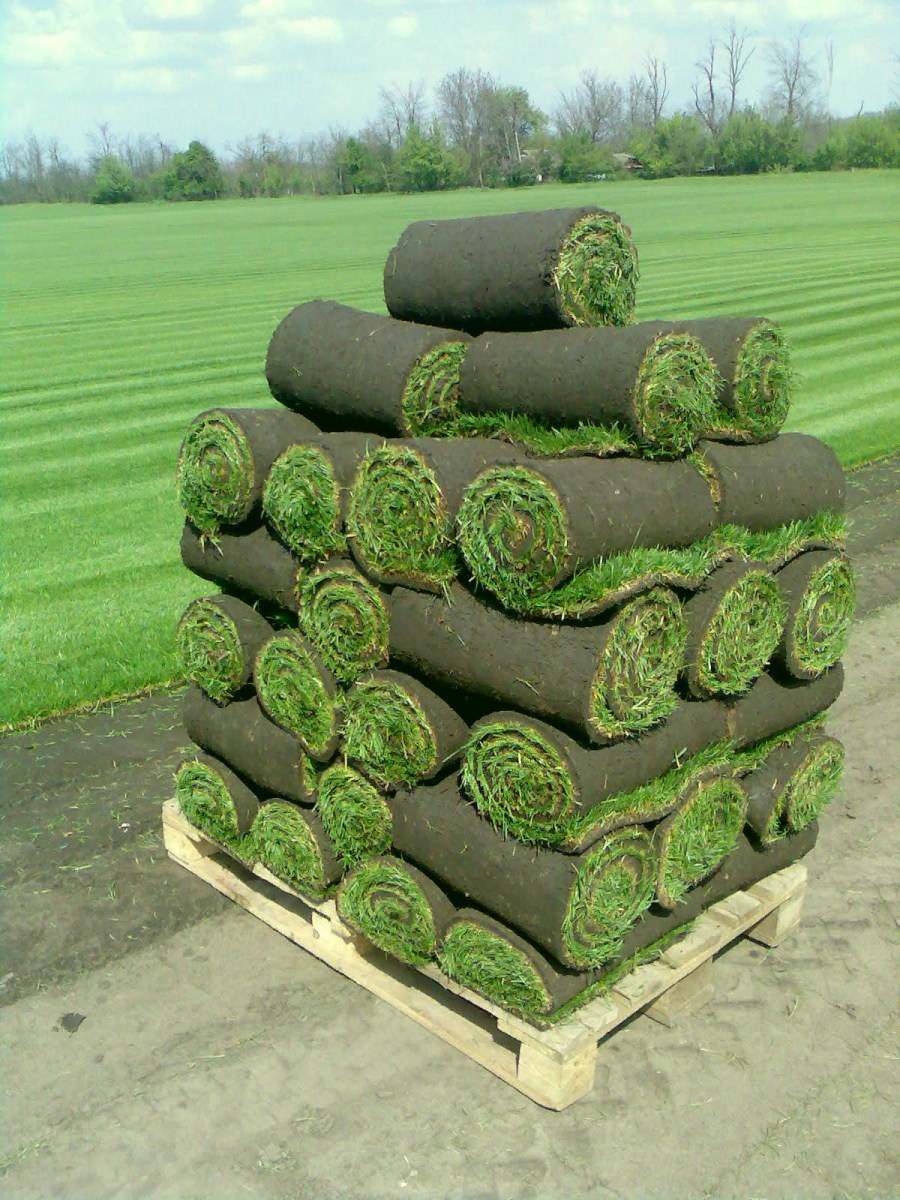 Поддон с газоном