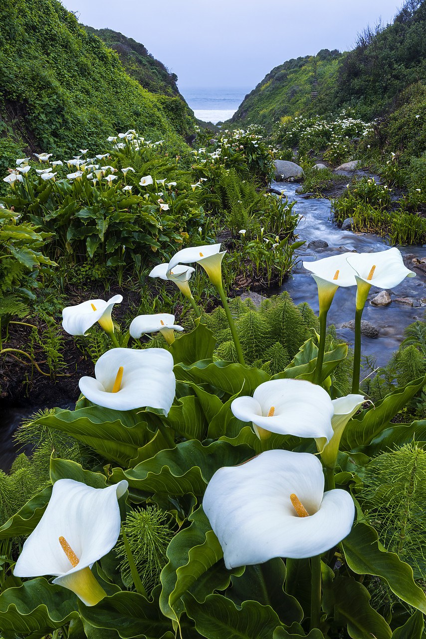 Каллы в калифорнийской долине