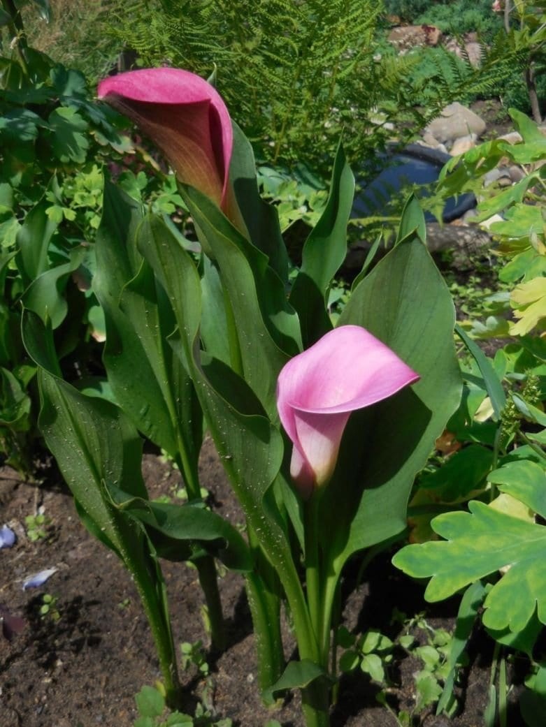 Калла Окленд (Auckland)