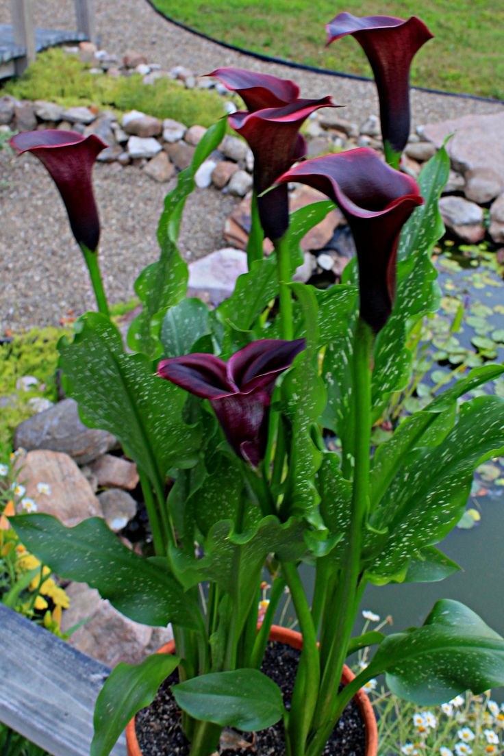 Zantedeschia Odessa Калла