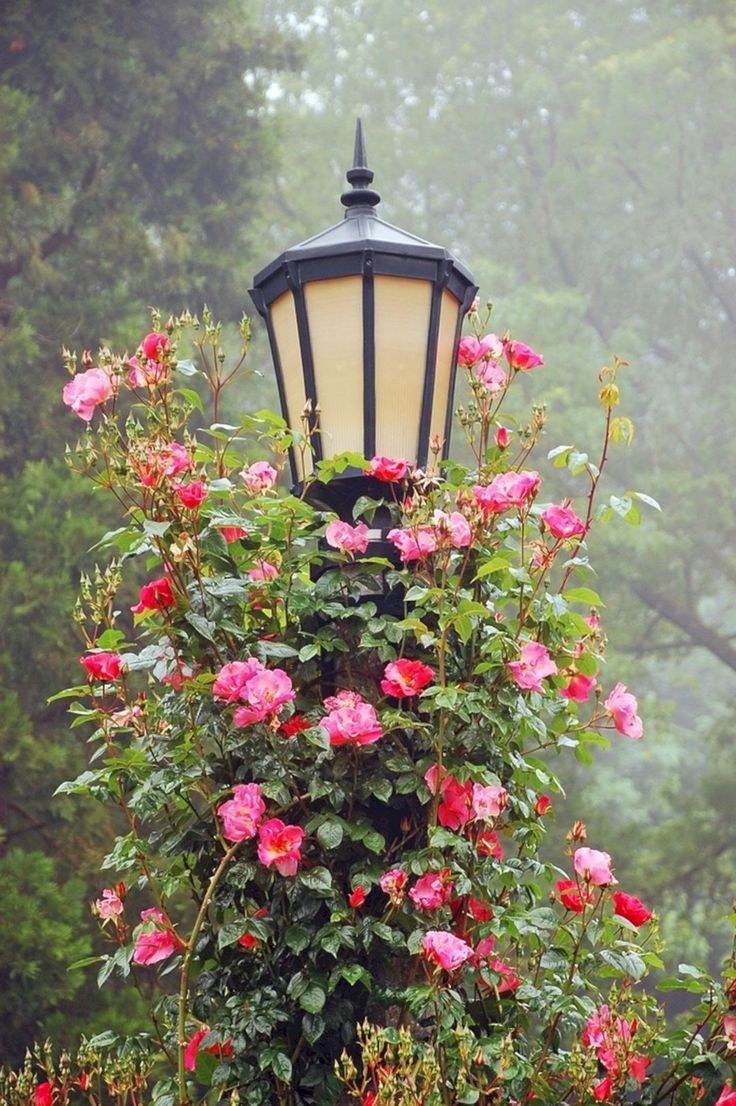 Чайная роза плетистая