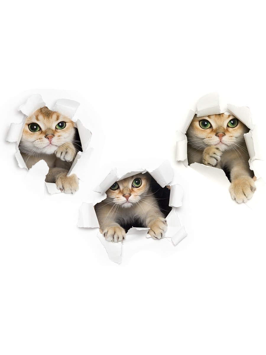 Кот выглядывает из дыры