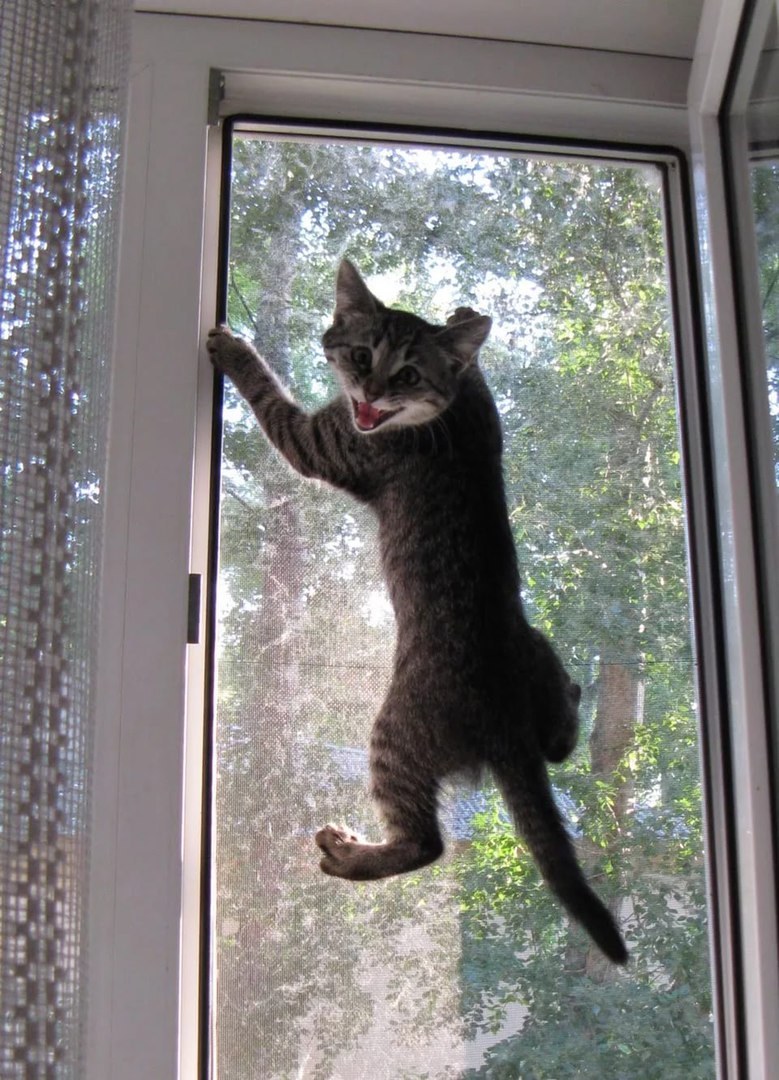 Москитные сетки антикошка