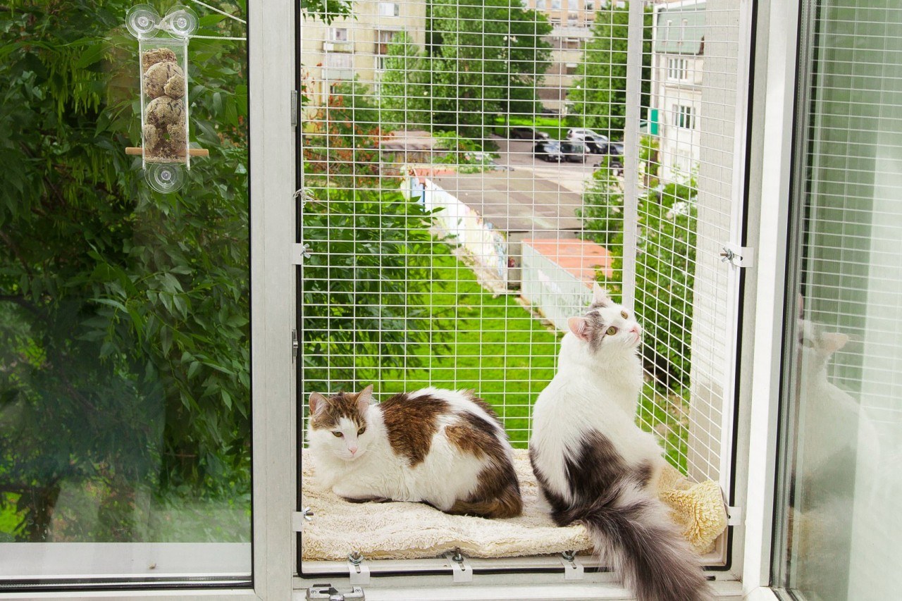 Купить сетку на окна для кошек. Клетка антикошка. Москитные сетки антикошка. Балкончик антикошка. Вольер антикошка.