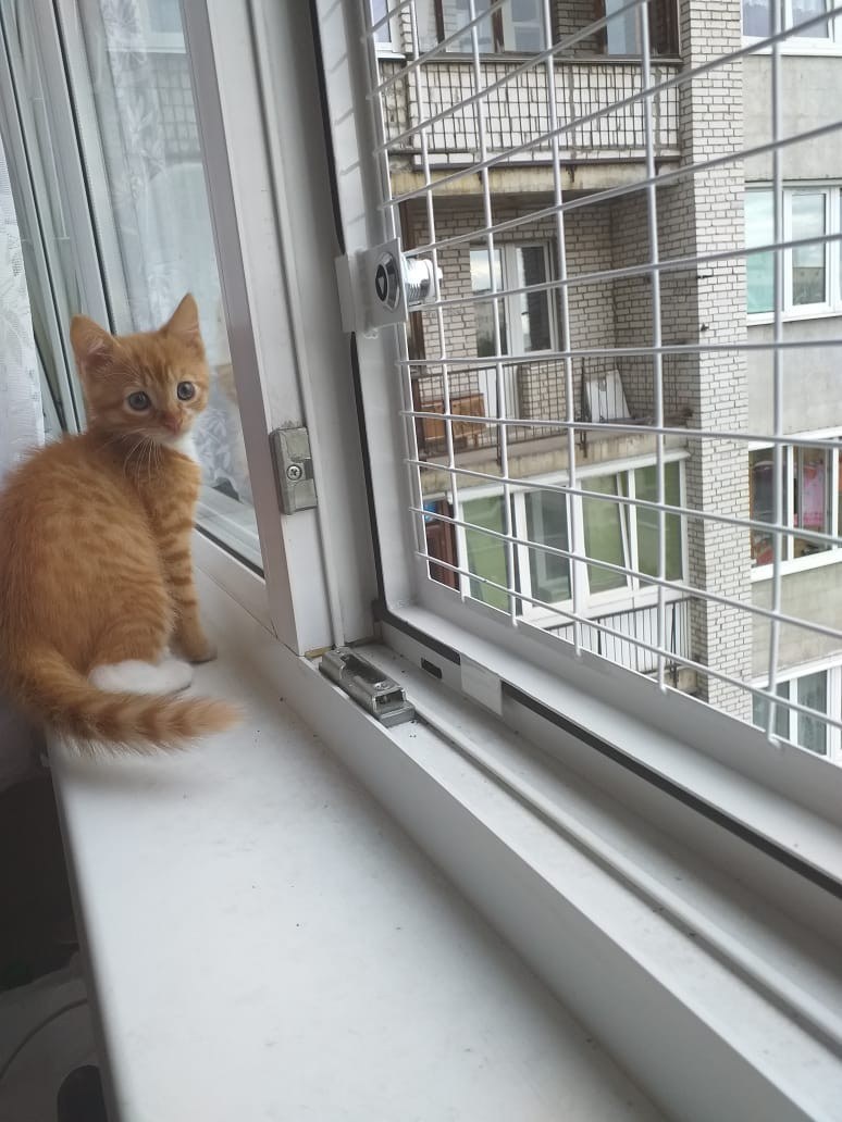 Петскрин антикошка