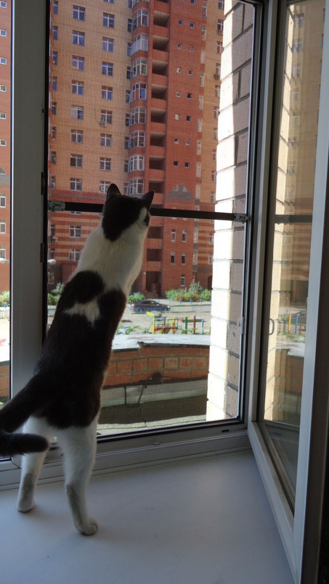 МС антикошка