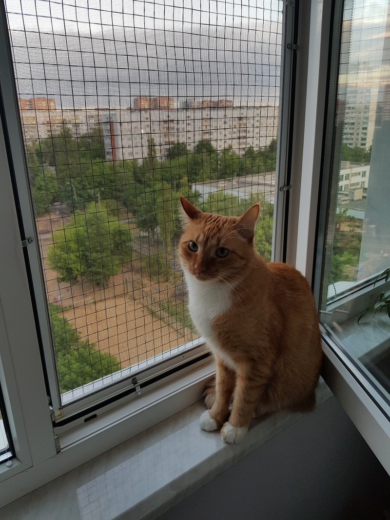 МС антикошка