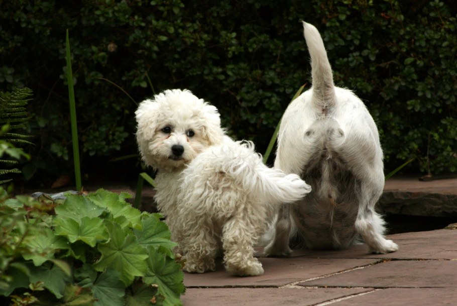 Бишон терьер