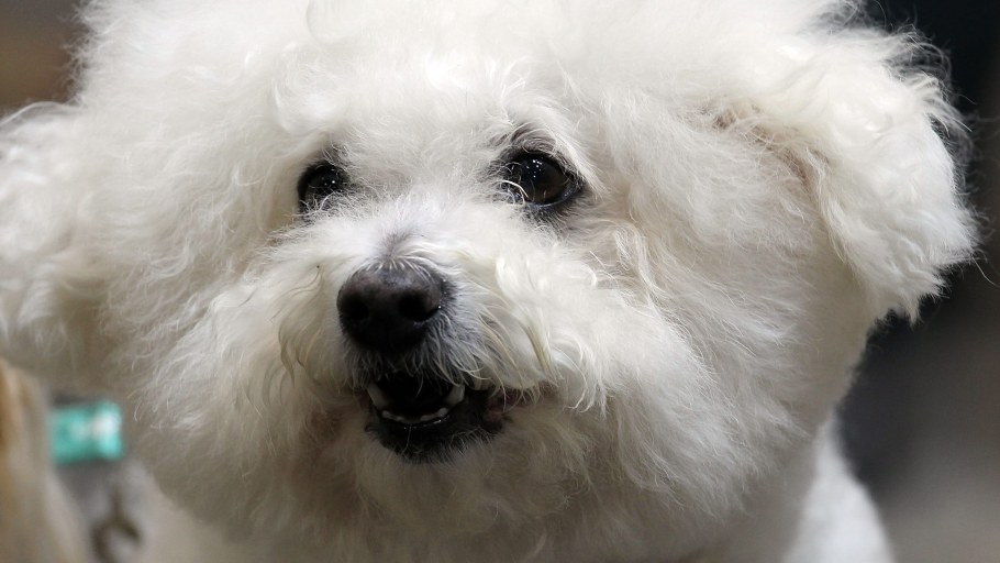 Бишон фризе уши