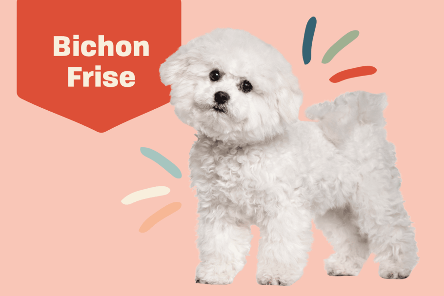 Бишон фризе обои на телефон