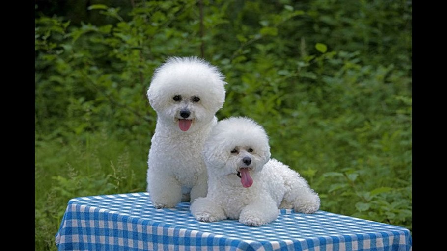 Бишон фризе дрессировка