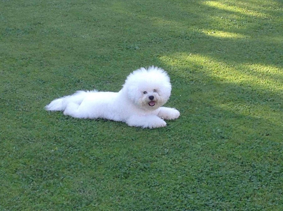 Фризе Лион собака