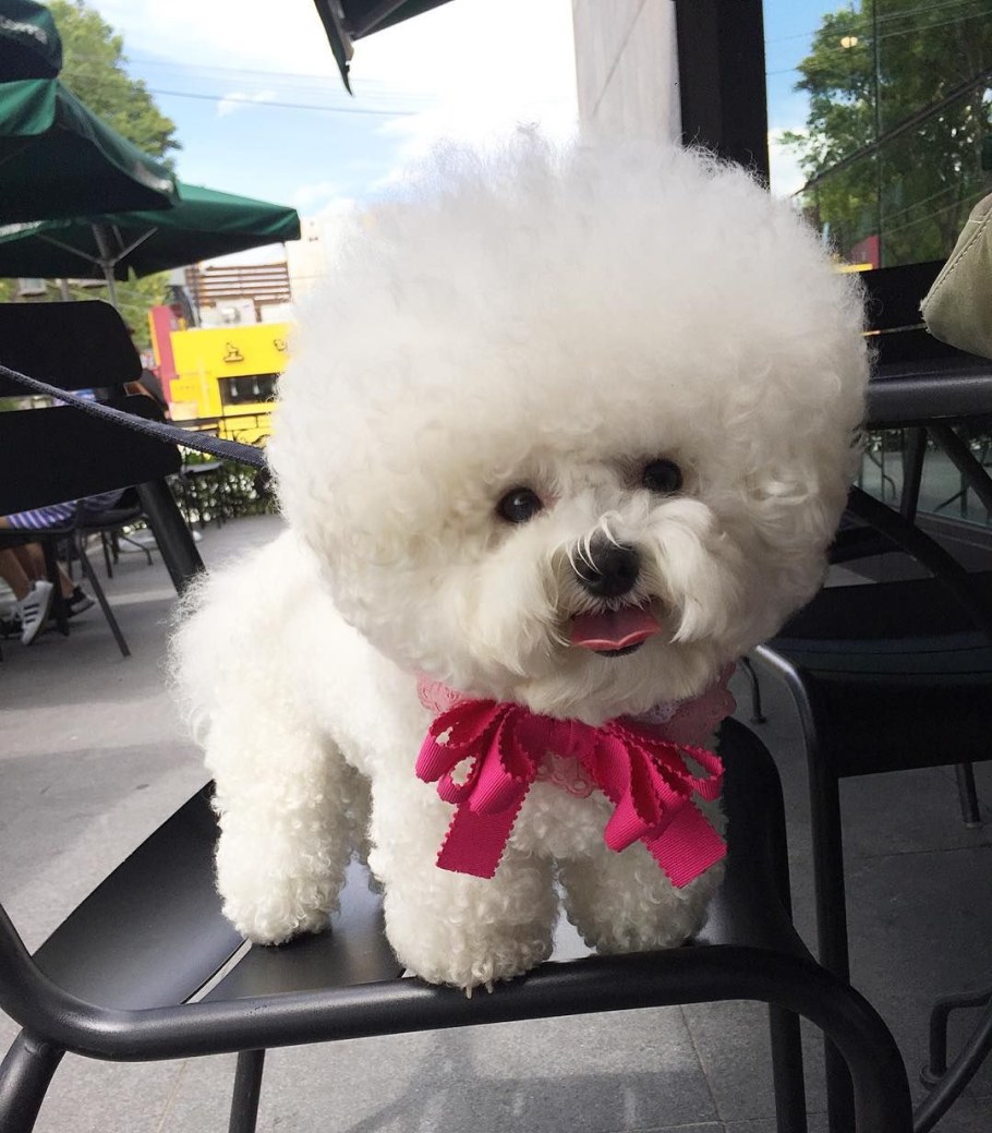 Корейский Бишон фризе