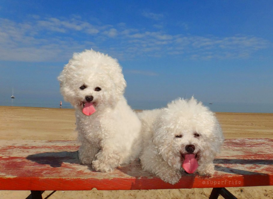 Шампунь для Бишон фризе