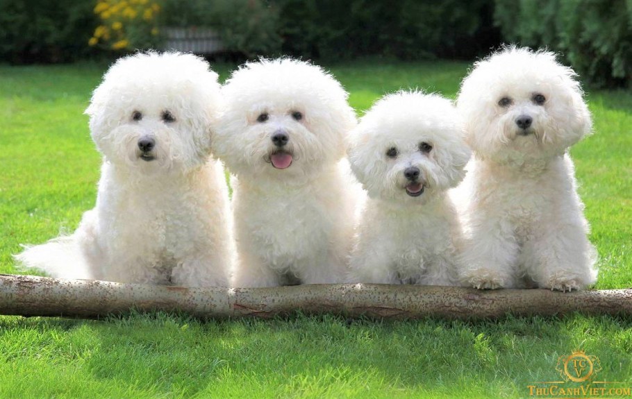 Голландский Бишон