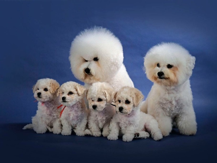 Бишон фризе нестриженый