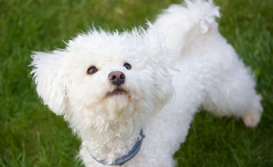 Итальянская болонка