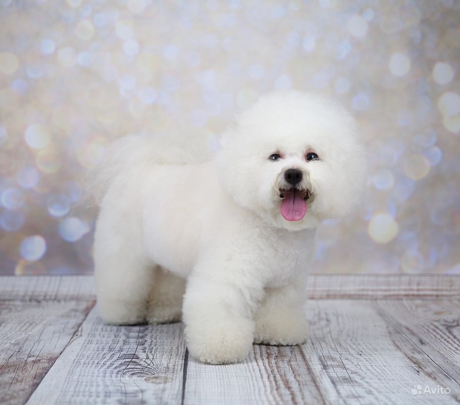 Бишон фризе короткая стрижка