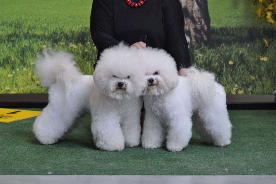 Бишон фризе vs Вест