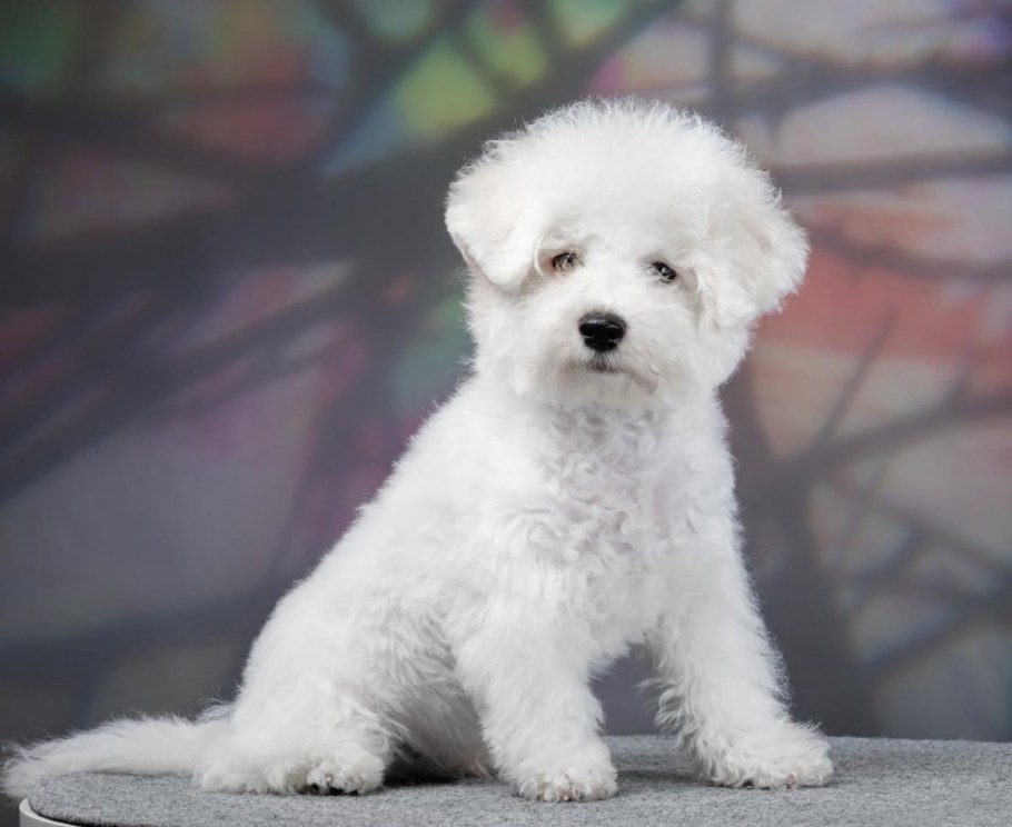 Стандарт FCI Бишон фризе