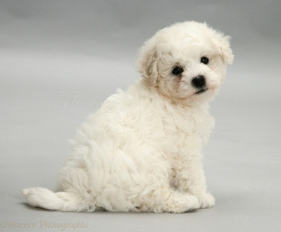 Бишон фризе серый