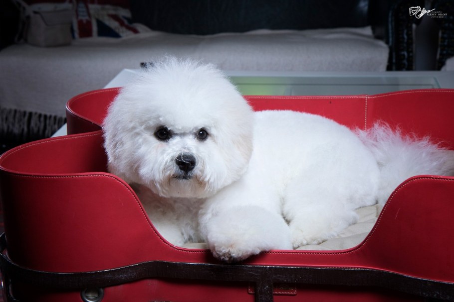 Бишон фризе стрижка по породе