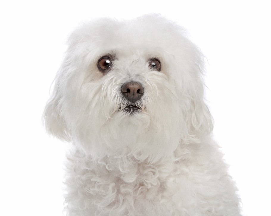 Бишон хаванез стриженный