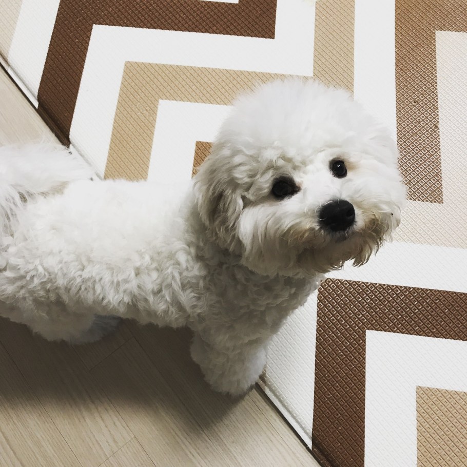 Бишон фризе серый