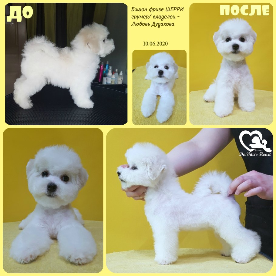 Этапы стрижки бишона