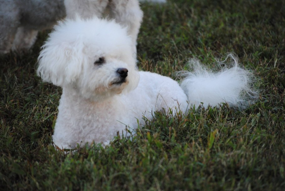 Гаванский Бишон фризе