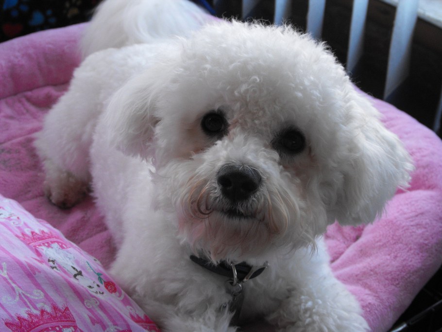 Бишон фризе