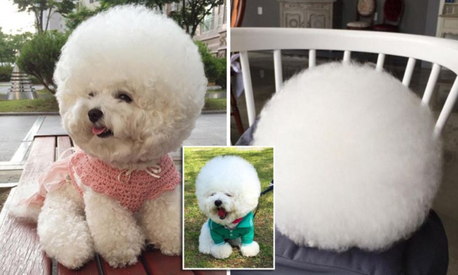 Тату Бишон фризе