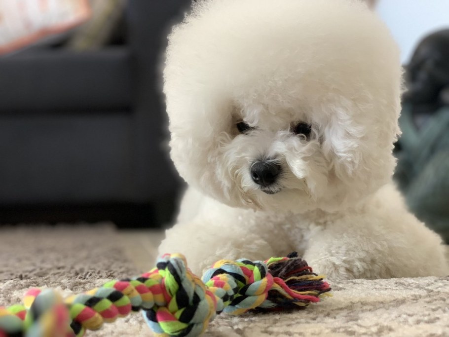 Бишон фризе Diva 5027642