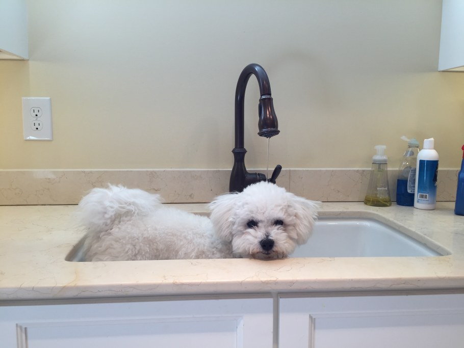 Ванна для купания Бишон фризе