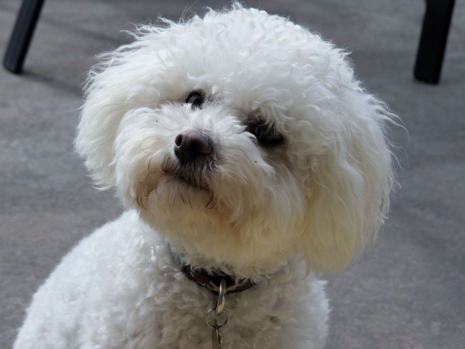 Бишон фризе мальтипу