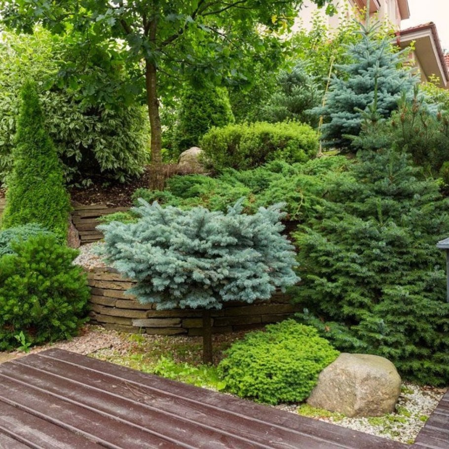 Туя Даника в миксбордере