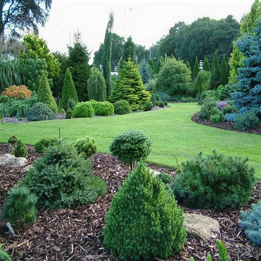 Сад хвойных растений Людмилы Авдониной