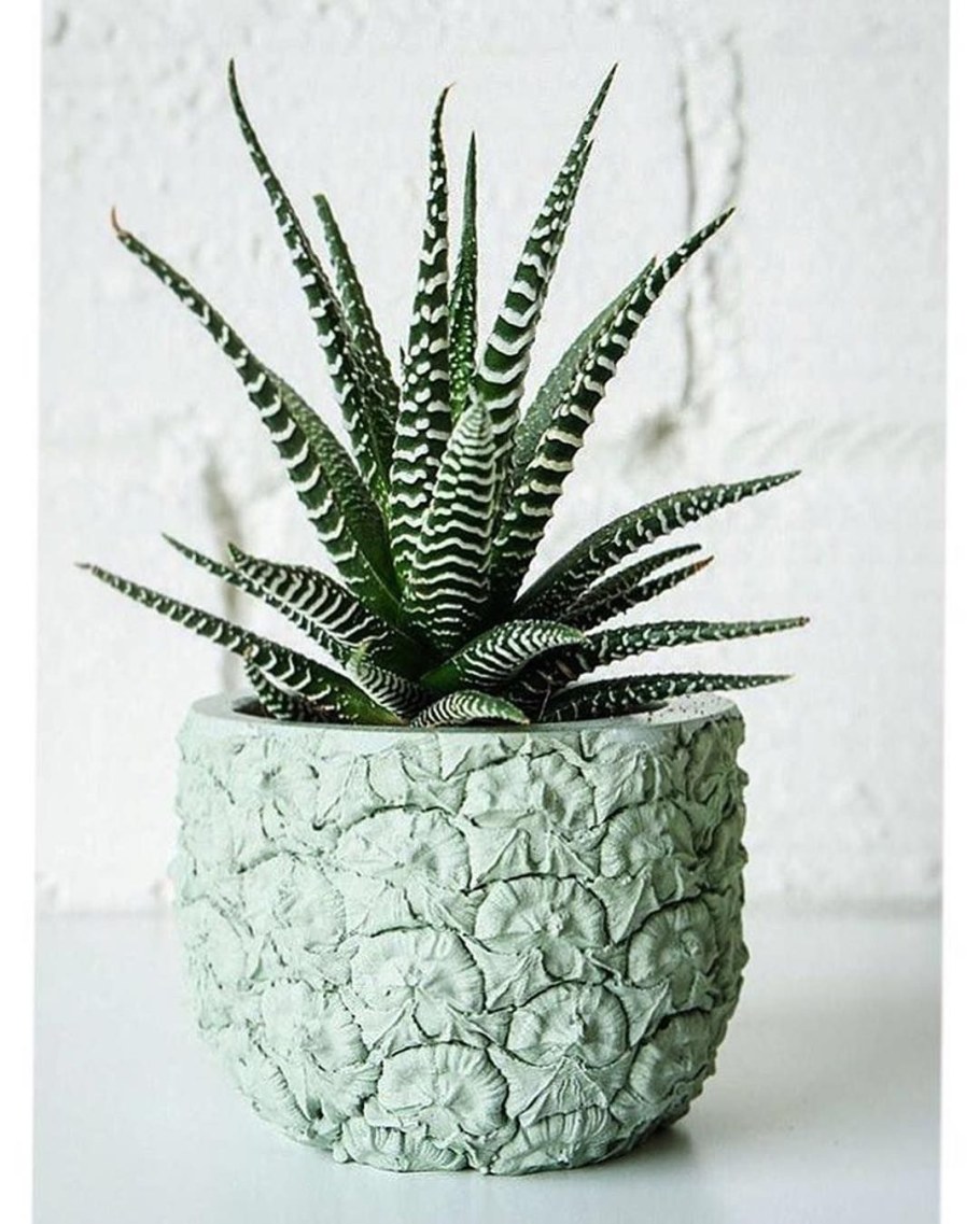 Хавортия в горшке