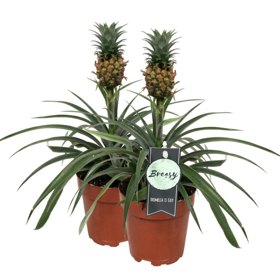 Ананас mi amigo