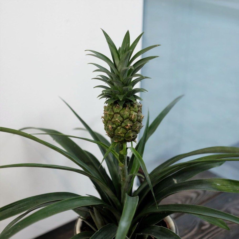 Бромелиевые ананас