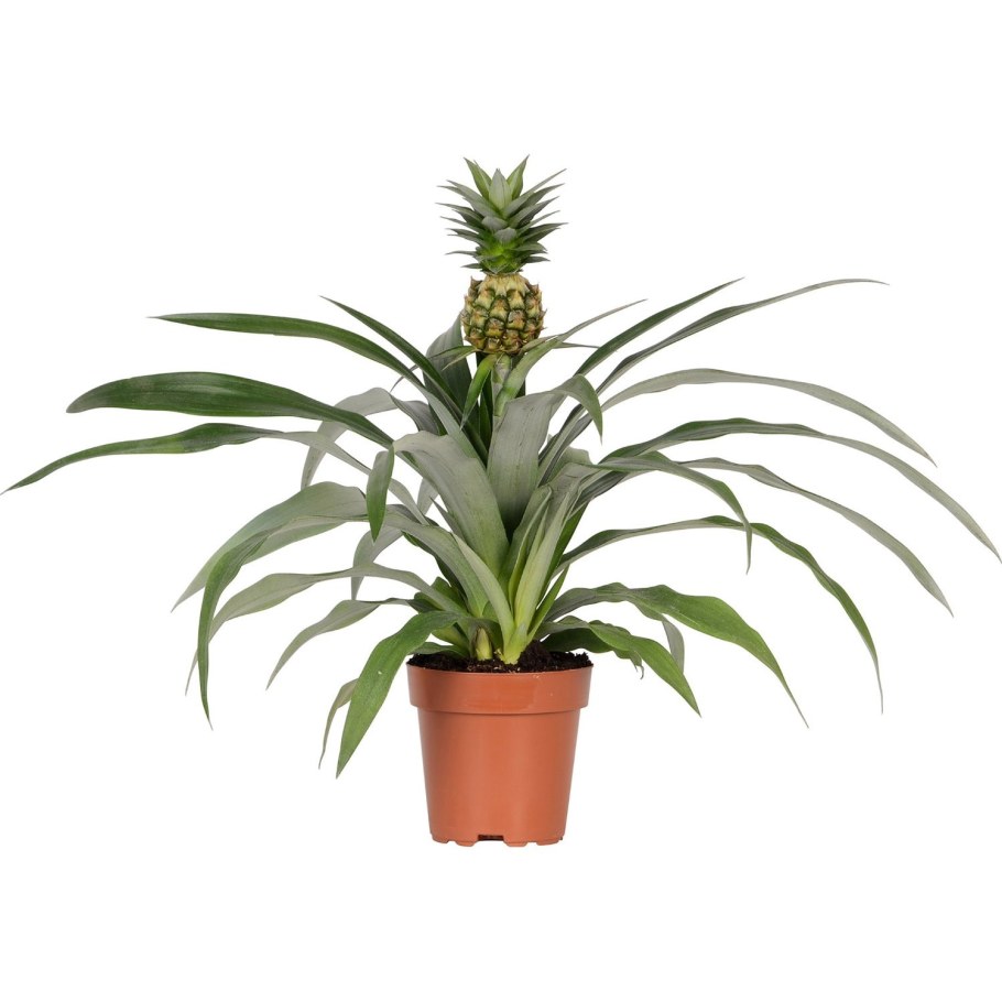 Ананас чампака d12