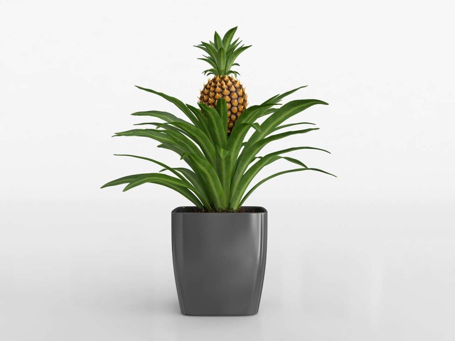 Ананас чампака (d-15, н-50)